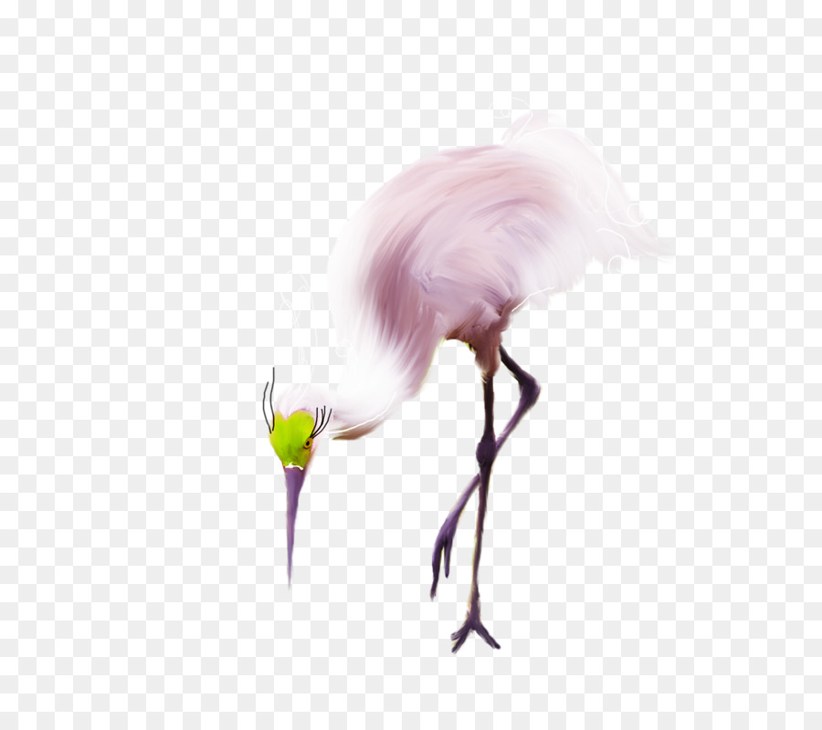 Oiseau Blanc，Plumes PNG