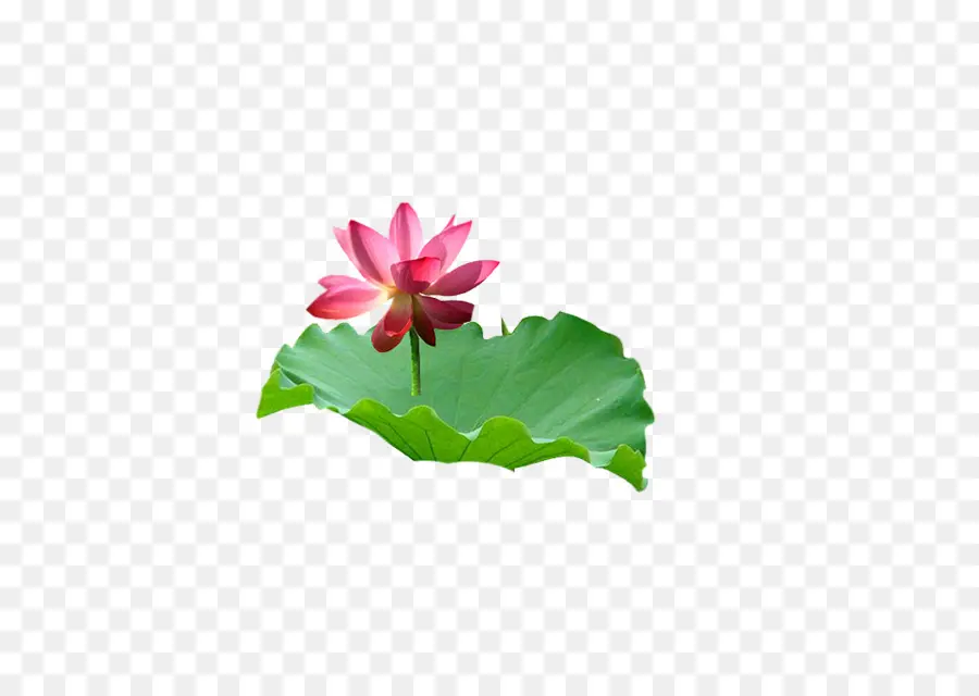 Lotus，Rose PNG