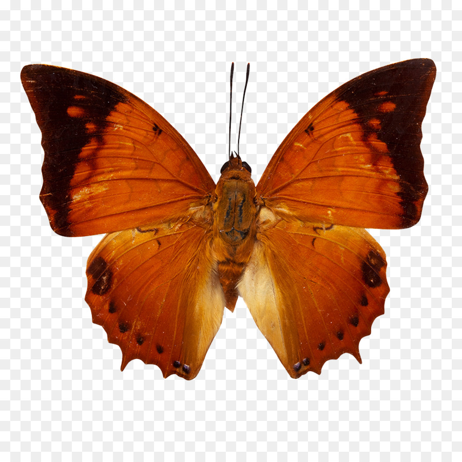 Papillon Noir，Ailes PNG