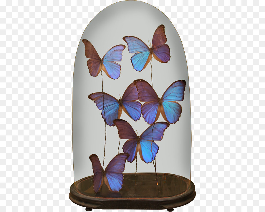 Papillon，Diurne PNG