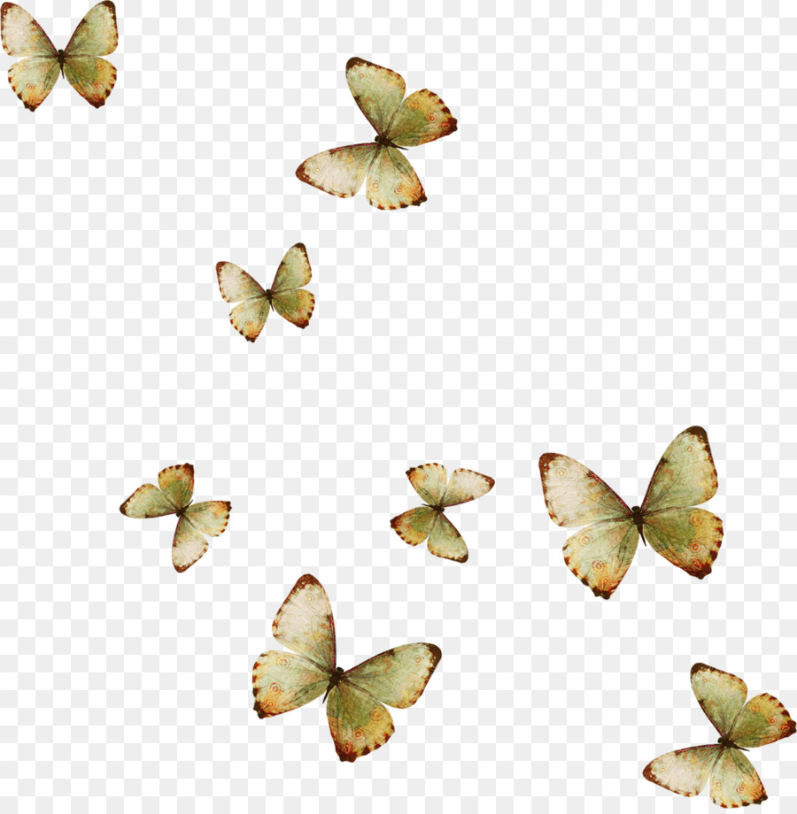 Papillons Volants，Groupe PNG