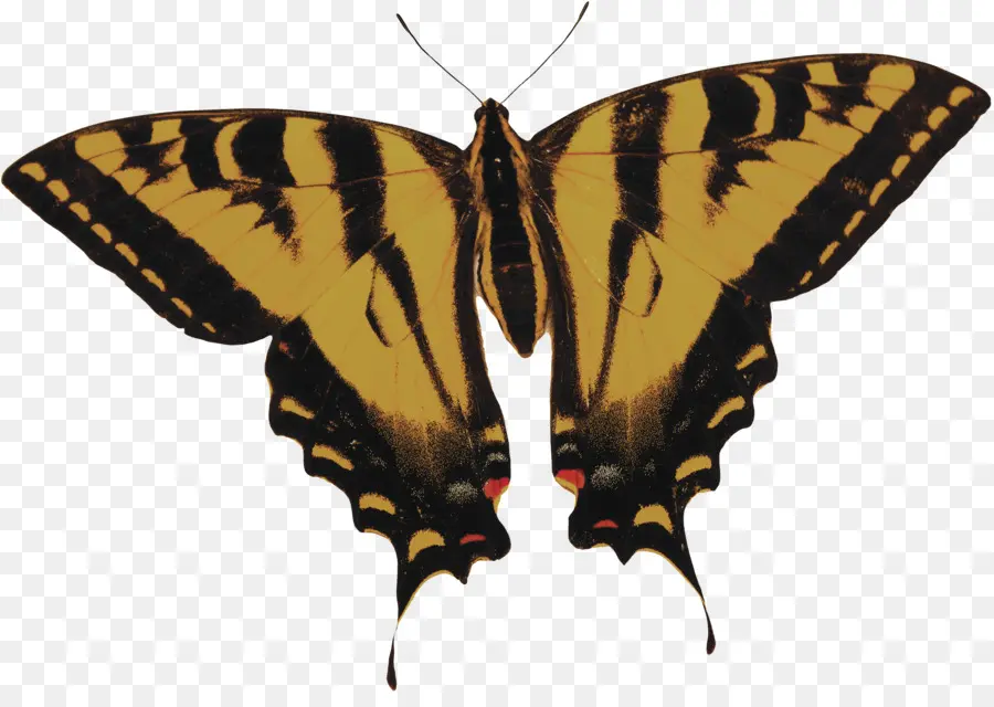 Papillon，Tigre PNG
