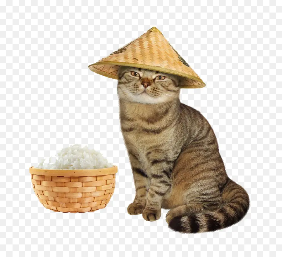 Chat Avec Chapeau，Panier PNG