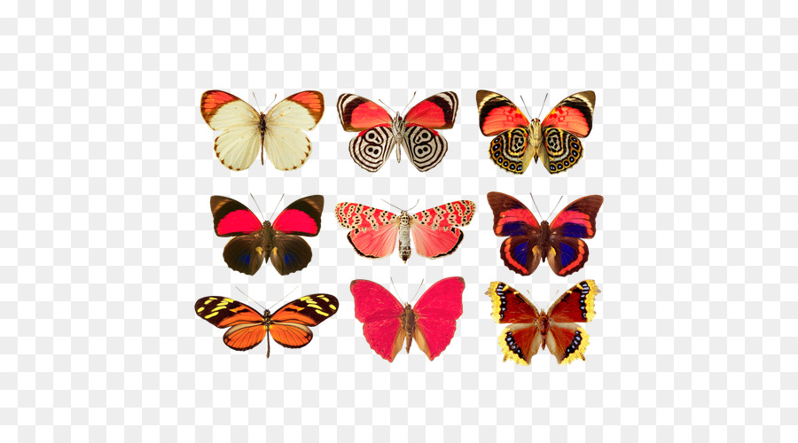 Papillons，Insecte PNG