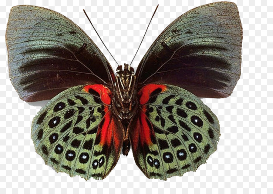 Papillon Noir，Ailes PNG