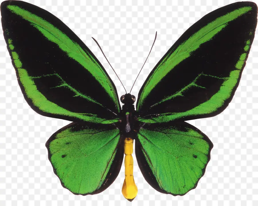 Papillon Vert，Insecte PNG