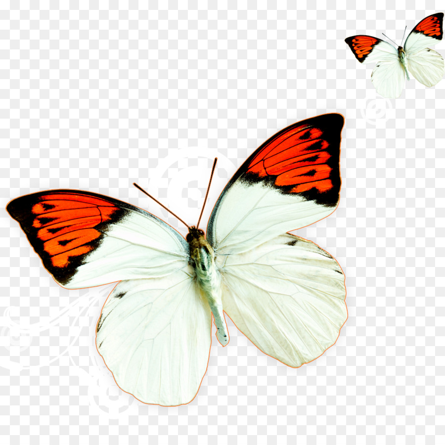 Papillon，Ailes PNG