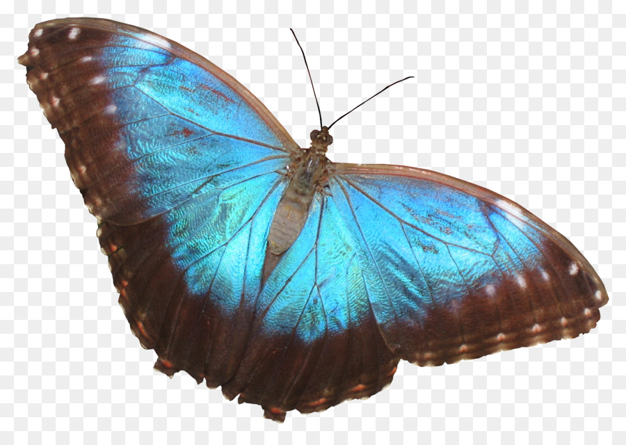 Papillon Noir，Ailes PNG