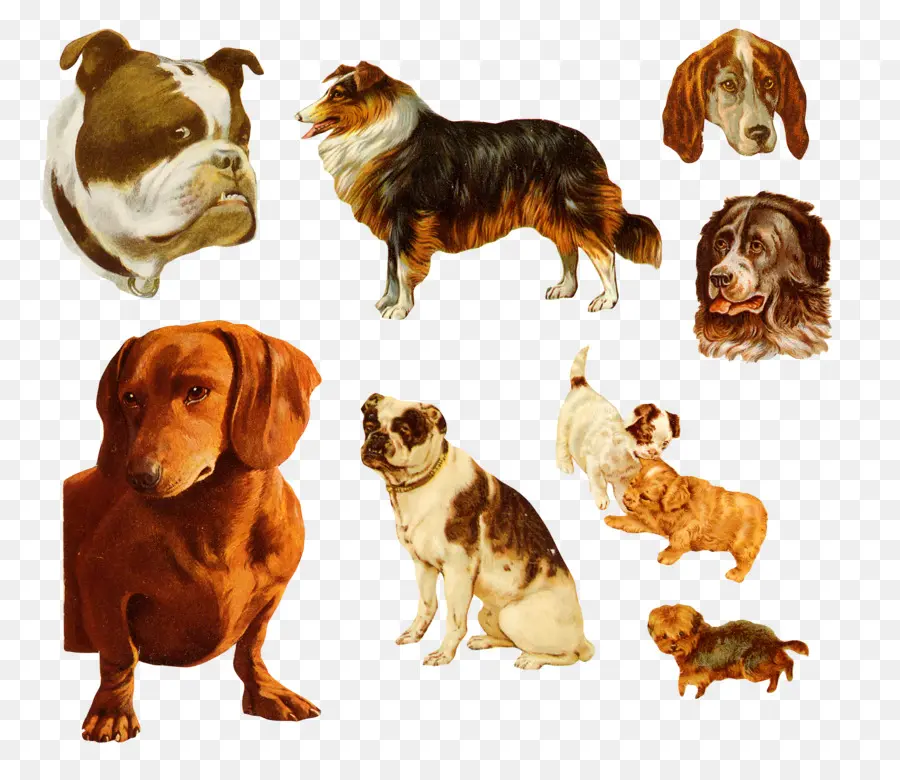 Chiens，Animaux De Compagnie PNG