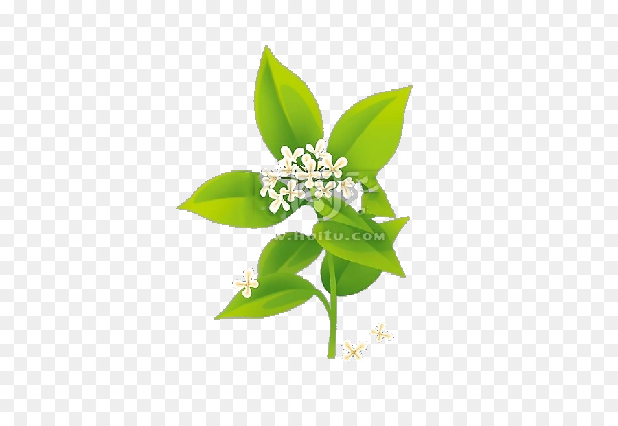 Fleur D'osmanthus，Fleurir PNG