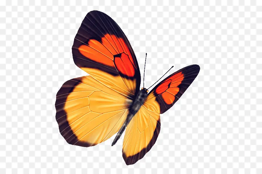 Papillon，Graphiques Raster PNG