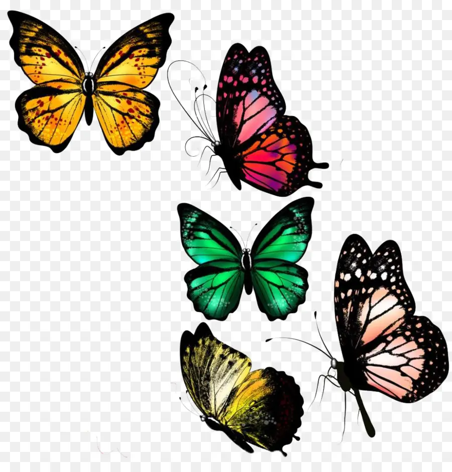Papillon，Couleur PNG