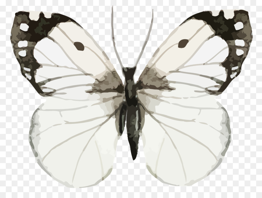 Papillon，Insecte PNG