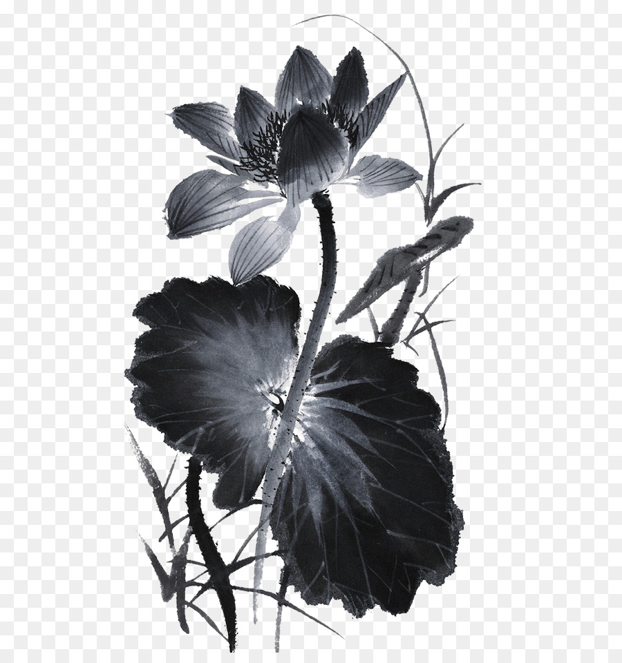 Lavis Lencre De Peinture La Peinture Chinoise Nelumbo Nucifera Png