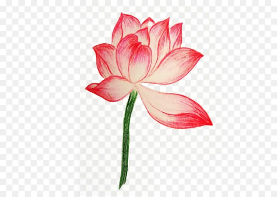 Lotus Rose，Floraison PNG