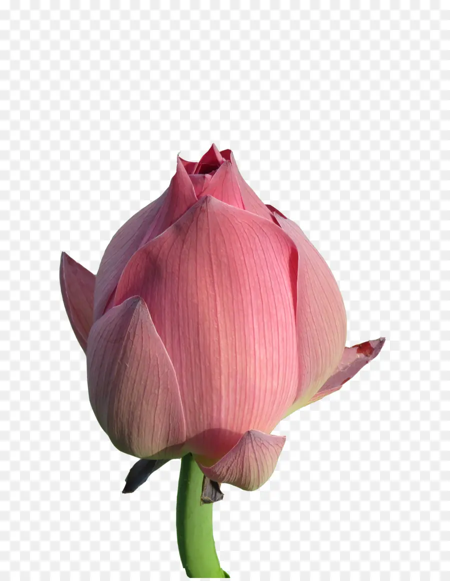 Bourgeon De Lotus Rose，Floraison PNG