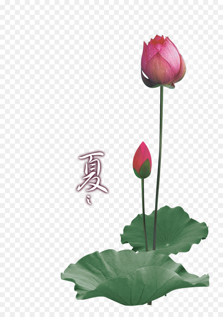 Nelumbo Nucifera，Postscript Encapsulé PNG