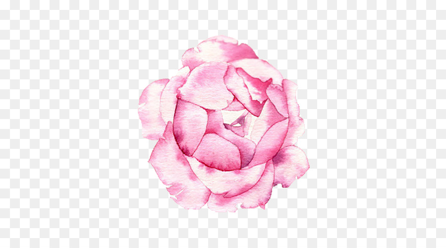 Rose，Floraison PNG