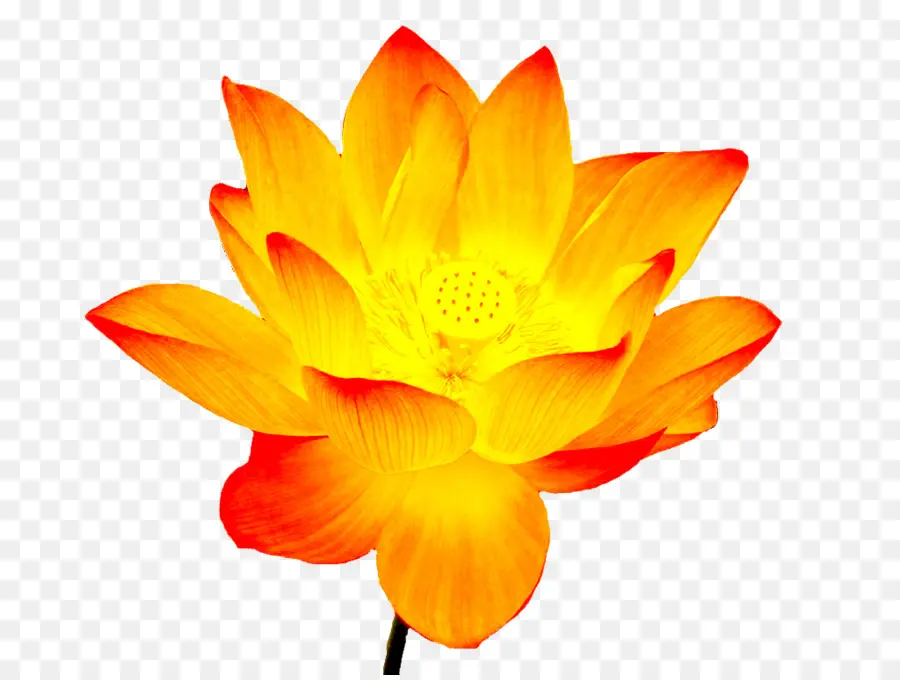 Lotus Orange，Fleurs PNG