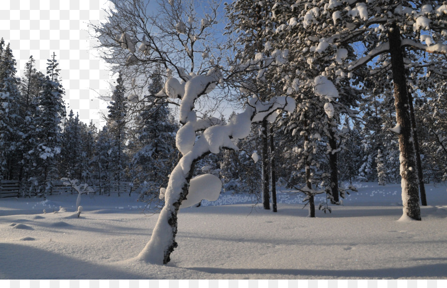 Forêt Enneigée，Neige PNG