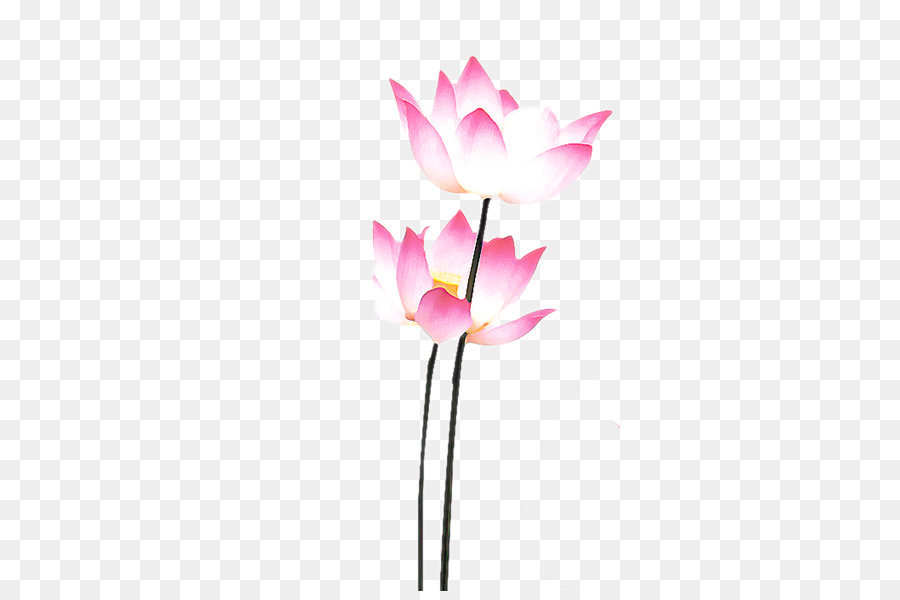 Fleurs De Lotus，Floraison PNG