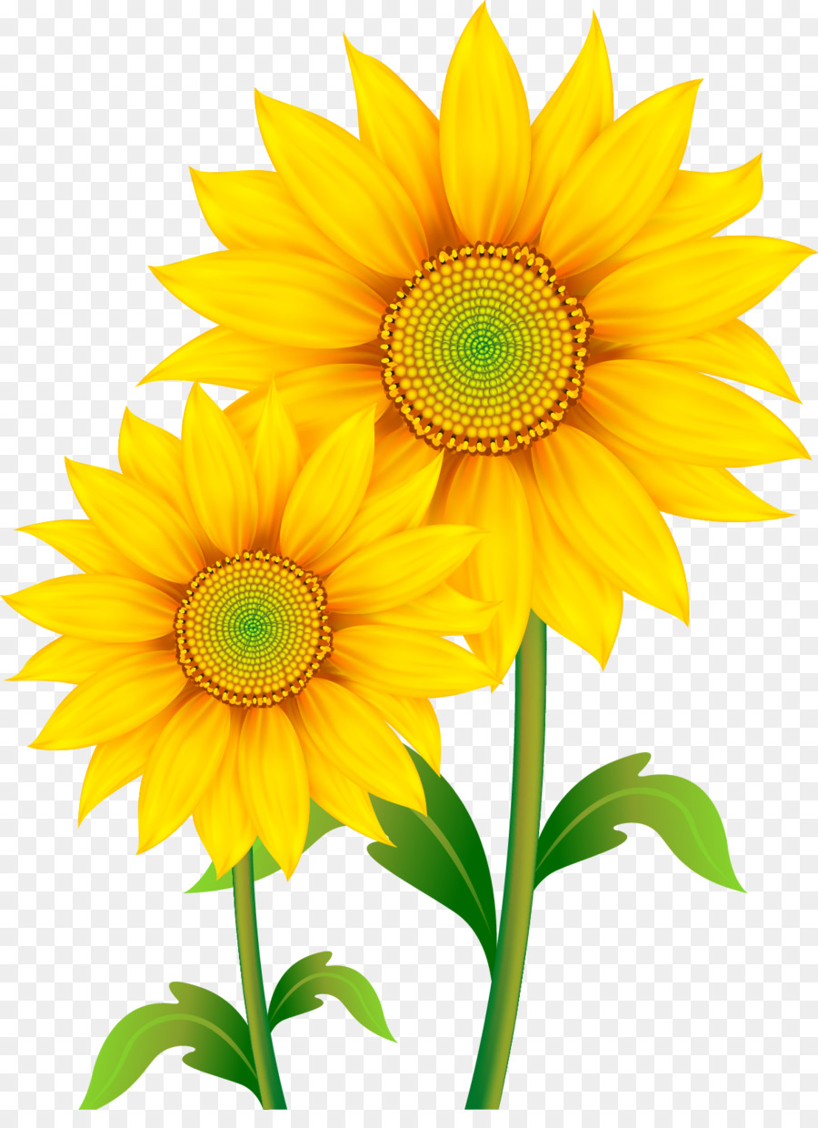 Tournesol Jaune，Usine PNG