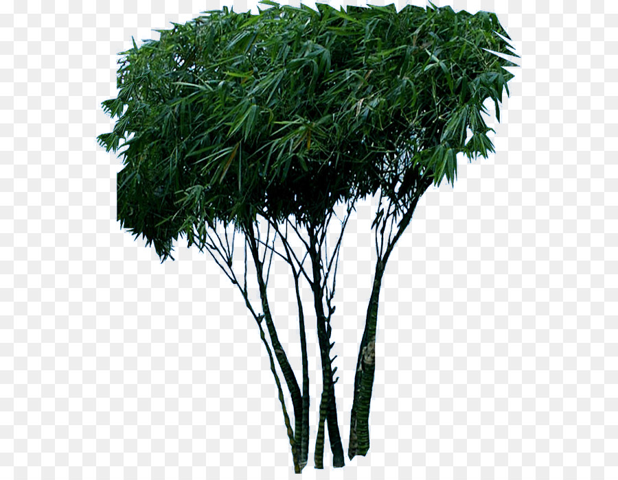 Arbre，Nature PNG