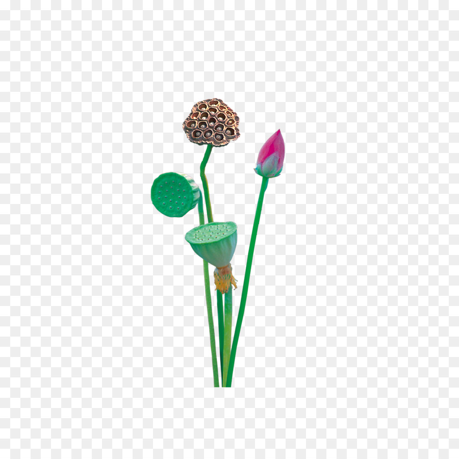 Fleurs De Lotus，Floraison PNG