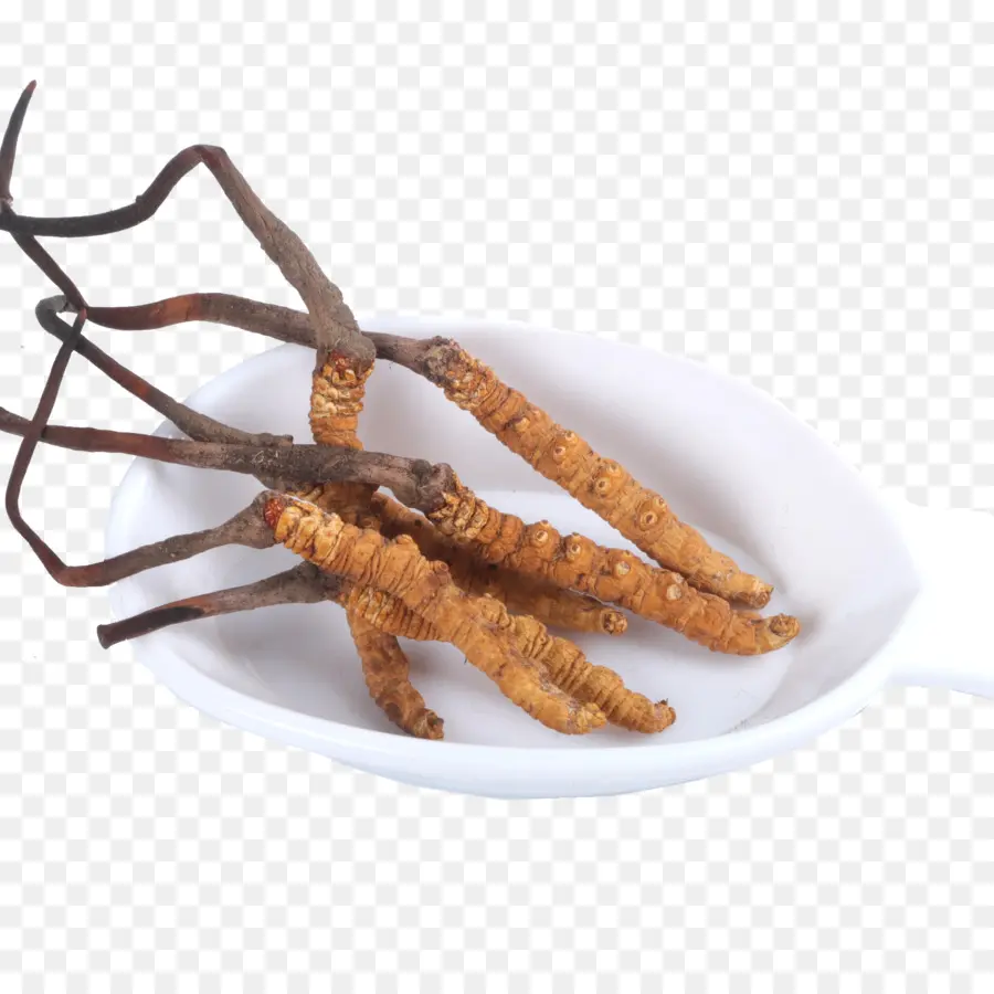 Cordyceps，Bol PNG