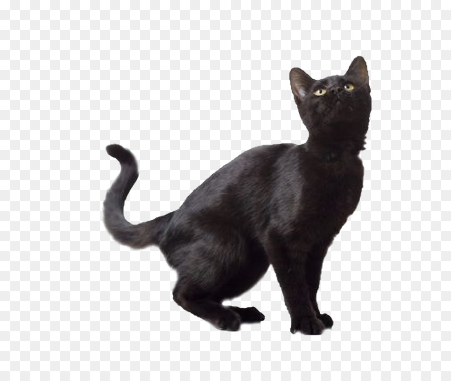 Chat Noir，Animal De Compagnie PNG