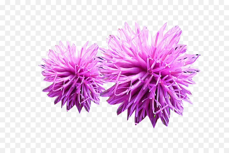 Fleurs Violettes，Floraison PNG