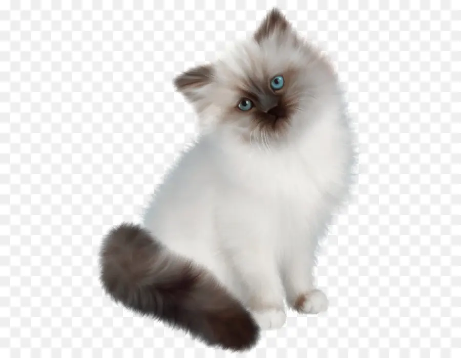 Chat Persan，Chat Siamois PNG