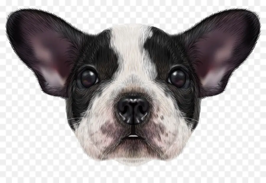 Visage De Chien，Noir Et Blanc PNG