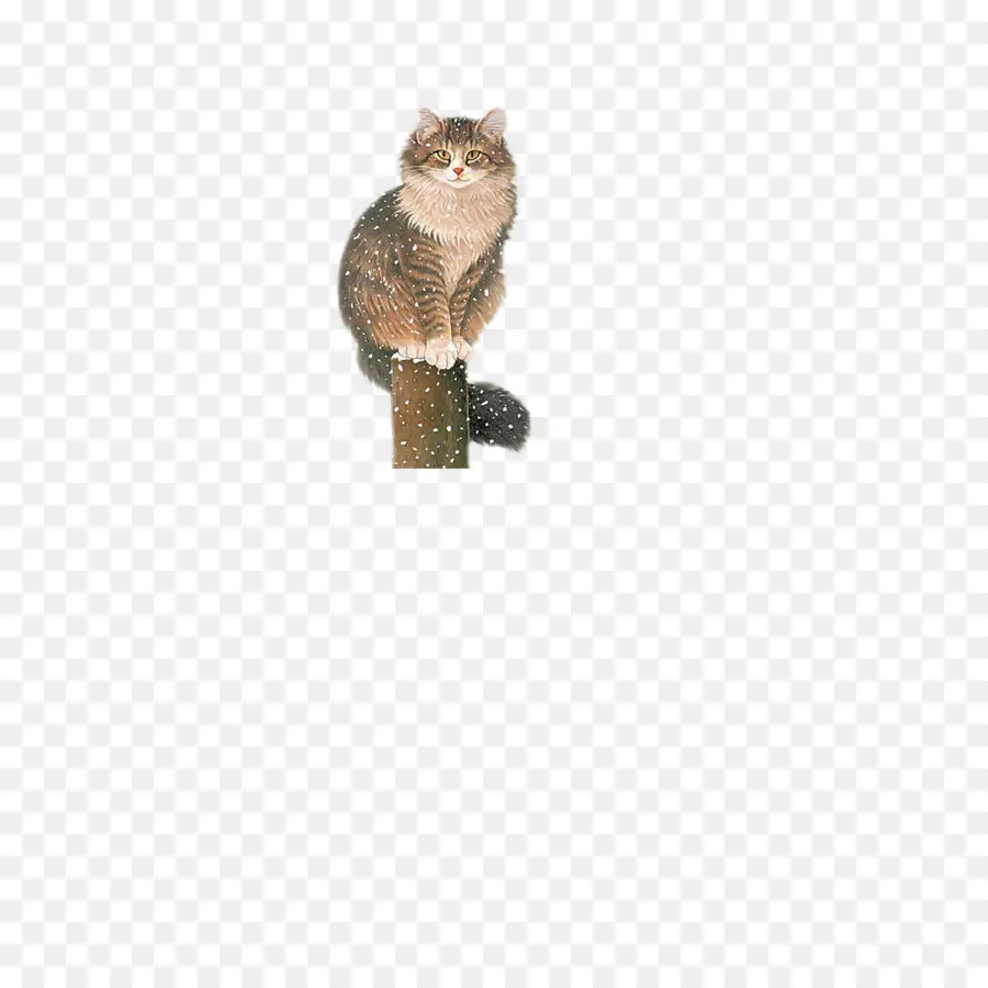 Chat，Animal De Compagnie PNG