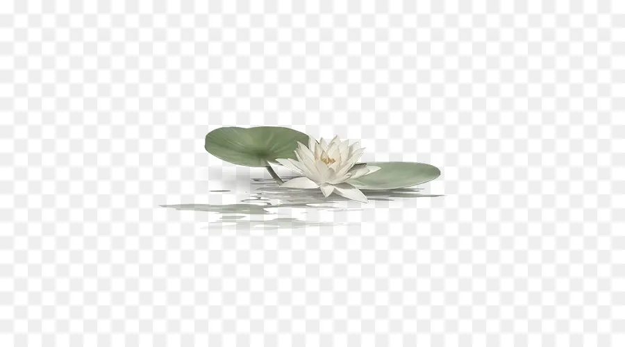 Fleur De Lotus Blanc，Eau PNG