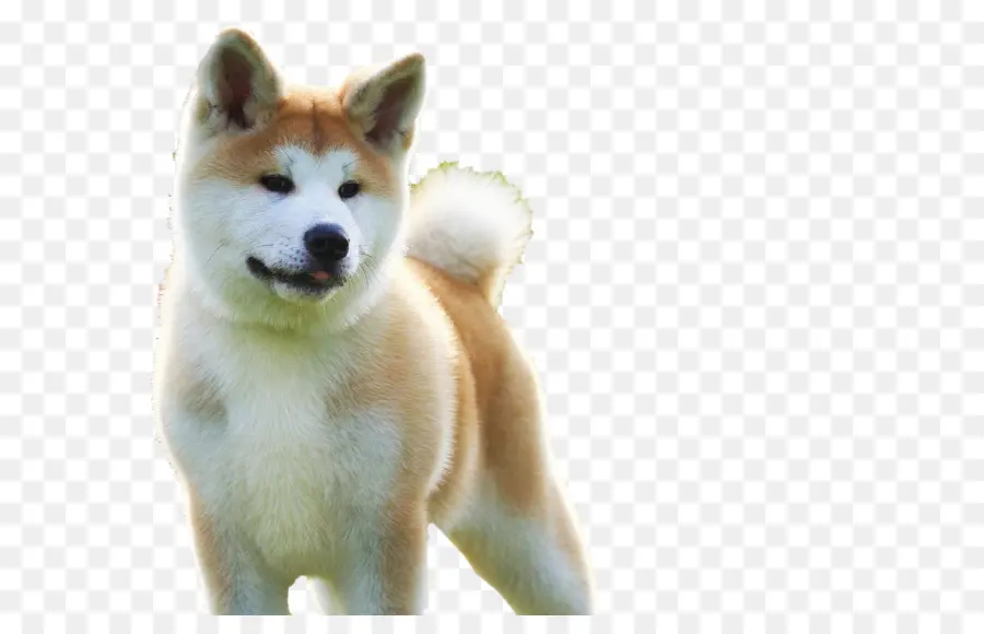 Chien Shiba Inu，Chien PNG