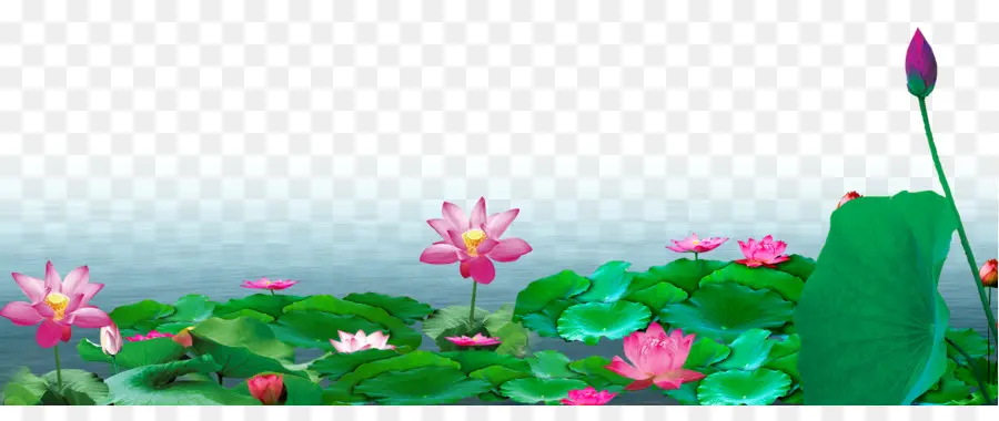 Fleurs De Lotus，Eau PNG