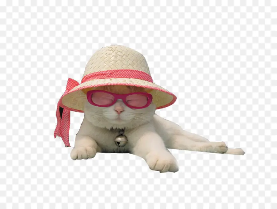 Chat Blanc，Lunettes De Soleil PNG