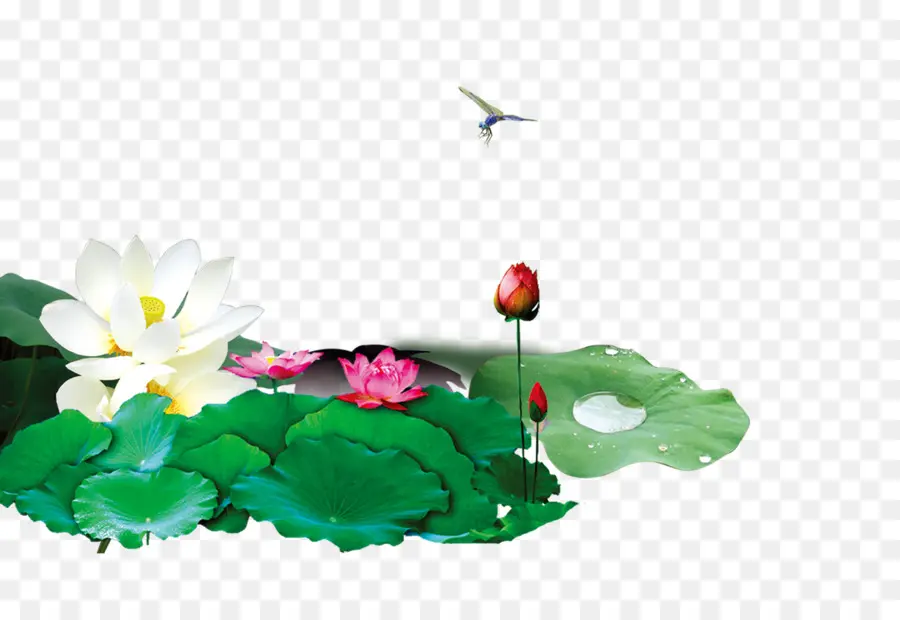 Fleurs De Lotus，Eau PNG