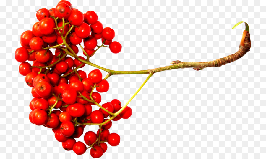 Sorbus Aucuparia，Baie PNG