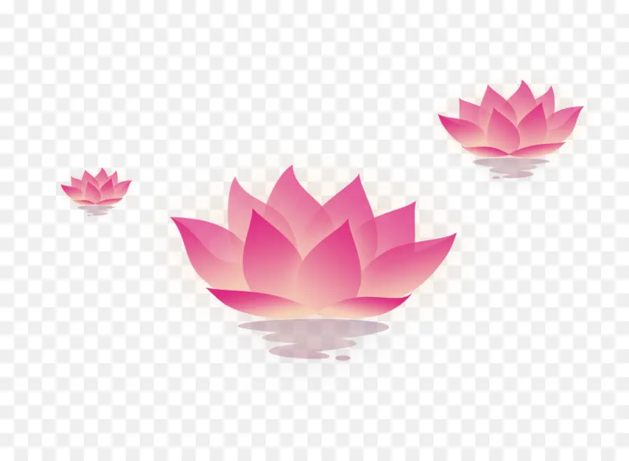 Lotus Rose，Eau PNG