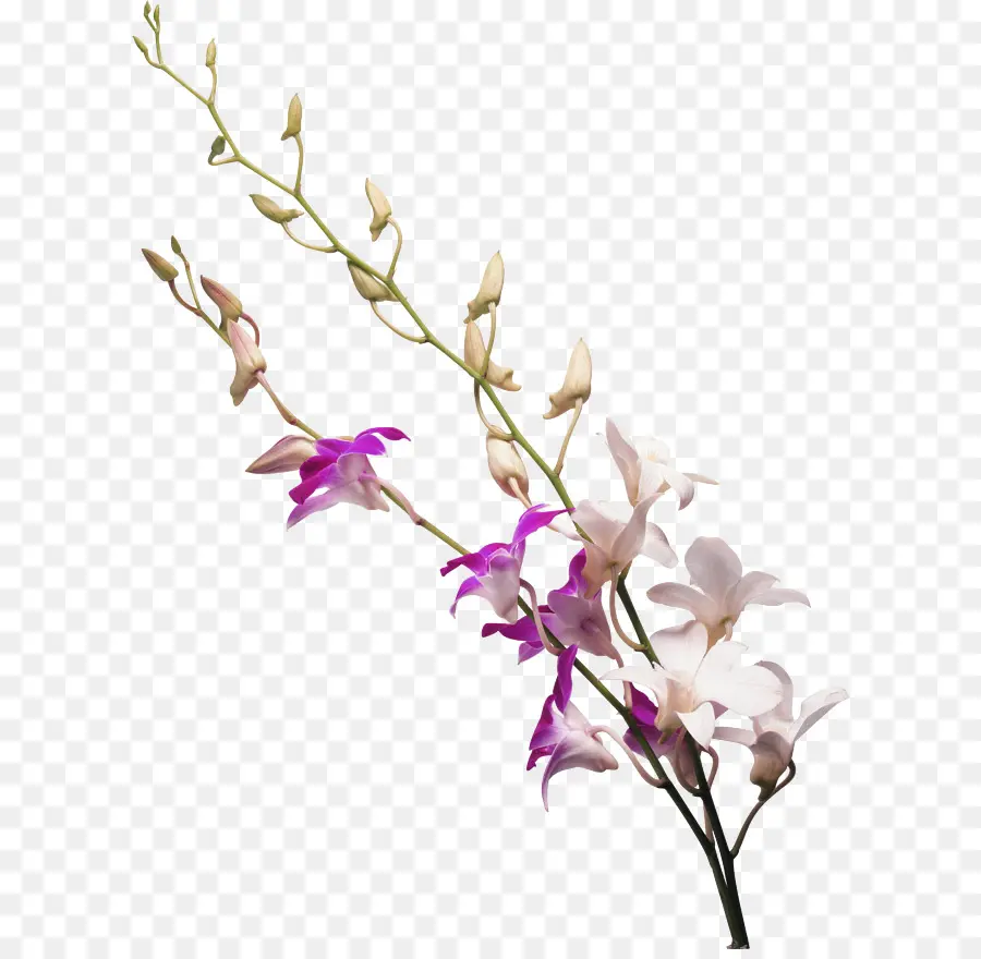 Orchidée，Violet PNG