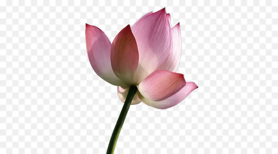 Fleur De Lotus，Rose PNG