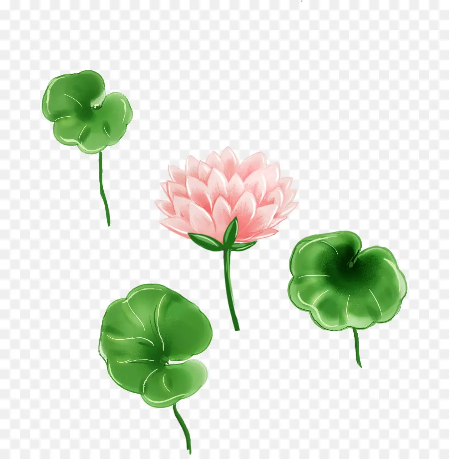 Fleur De Lotus，Feuilles PNG