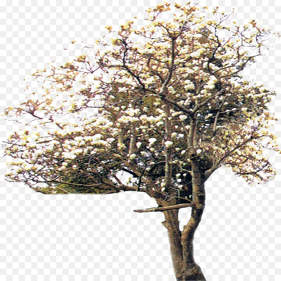 Arbre En Fleurs，Fleurs PNG