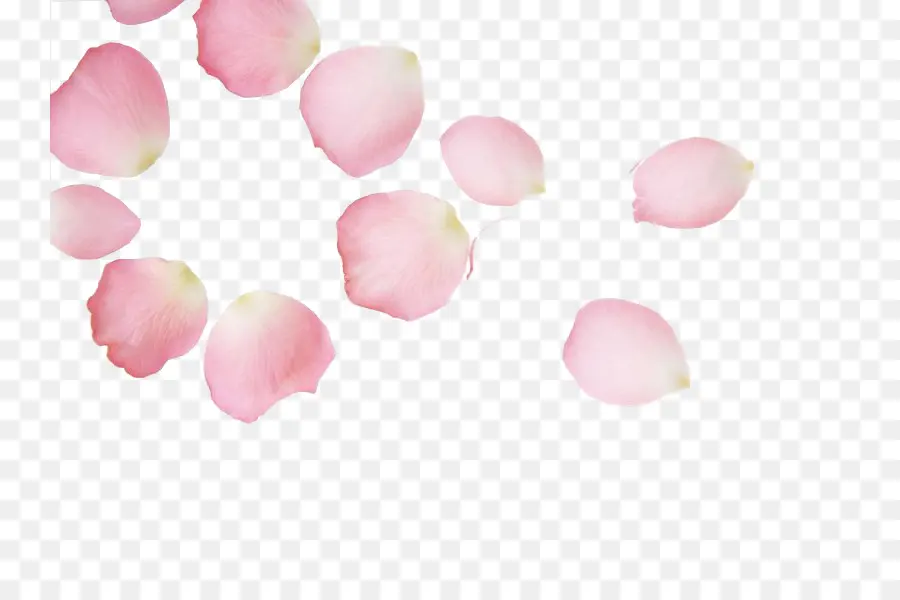 Pétales De Roses Roses，Fleur PNG