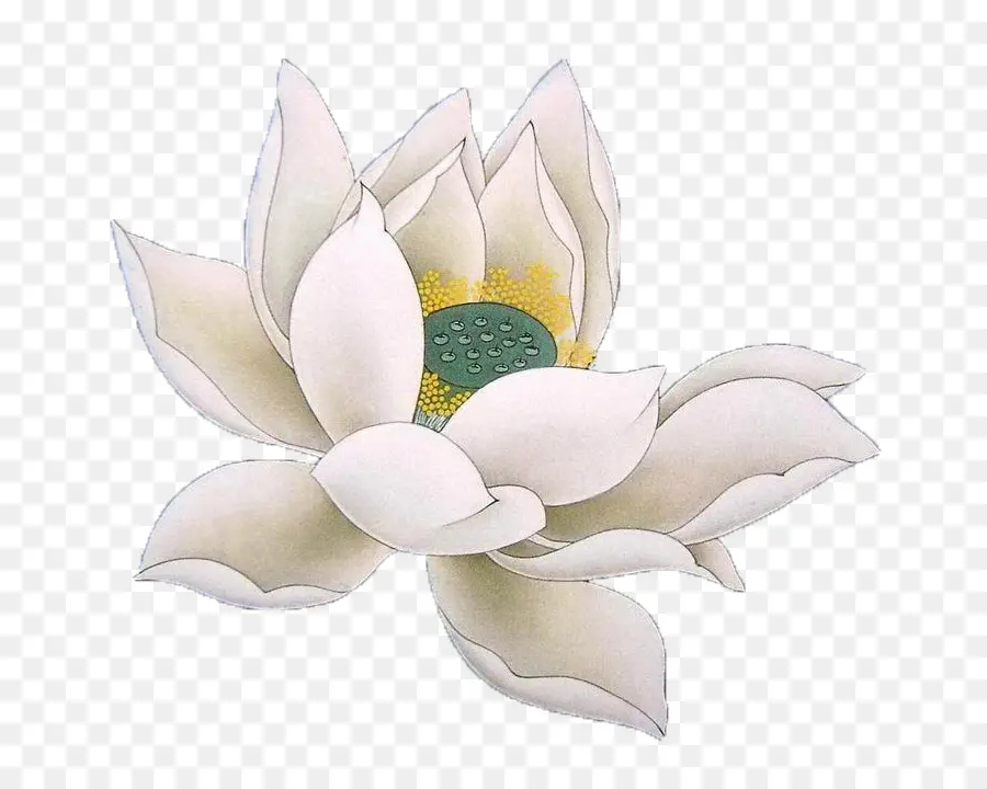 Nelumbo Nucifera，Le Bouddhisme PNG