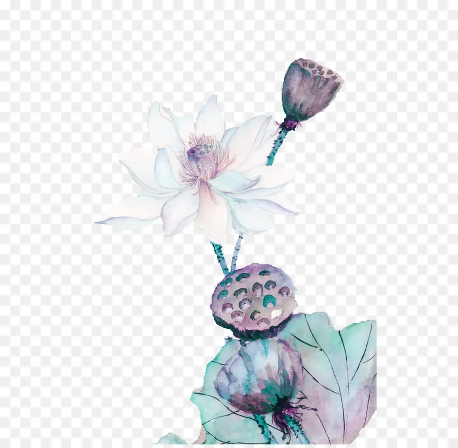 Lotus Aquarelle，Lotus PNG