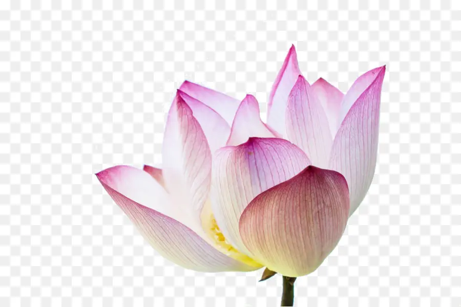 Fleur De Lotus，Rose PNG