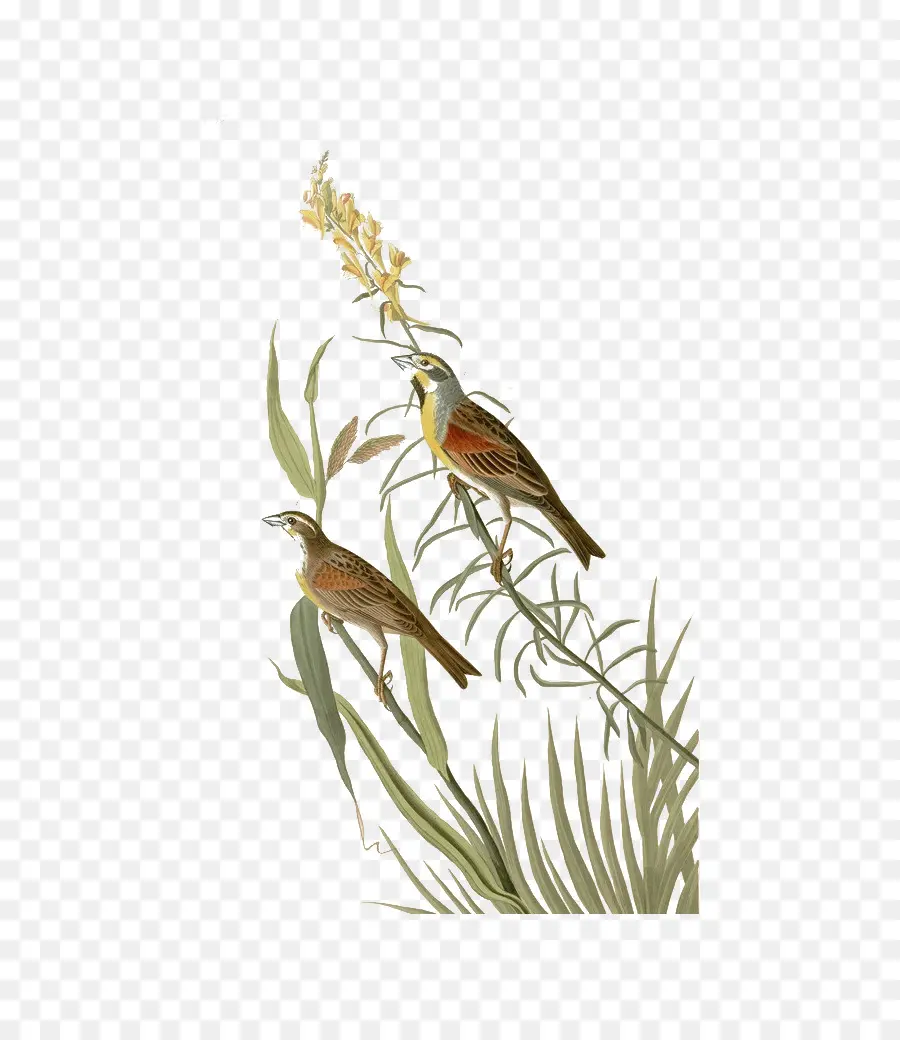 Oiseaux，Plantes PNG